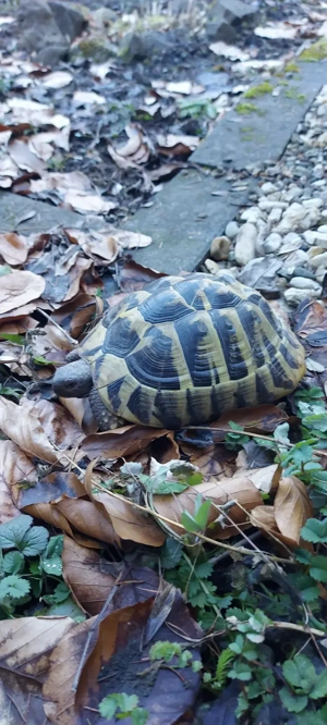 Weibliche Griechische Landschildkröte eierlegend (Thb) 2015