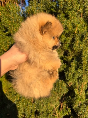 Exklusive Pomeranian (Zwergspitz) Welpen   typvoll & liebevoll aufgezogen