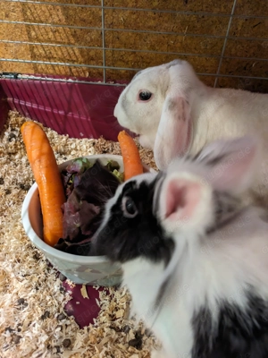 Nager Mäuse Rennmäuse Kaninchen Zwergkaninchen Zwergwidder Löwenköpfchen Wüstenrennmaus zu verkaufen