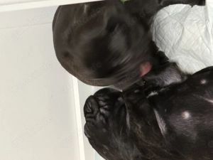 Französische Bulldoggen Welpen  Bild 8