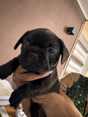 Französische Bulldoggen Welpen  Bild 6