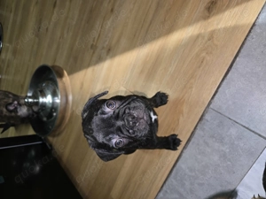 Französische Bulldoggen Welpen  Bild 2