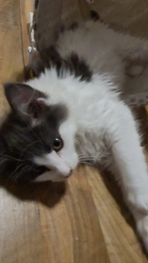 Maine-Coon Kitten Kater 