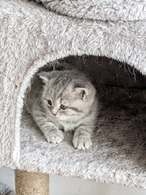 reinrassige BKH Kätzchen - Kitten (British Kurzhaar)