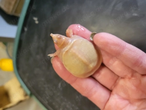 Chinesische Weichschildkröte Pelodiscus sinensis Wasserschildkröte Schildkröte Turtle Albino Bild 2