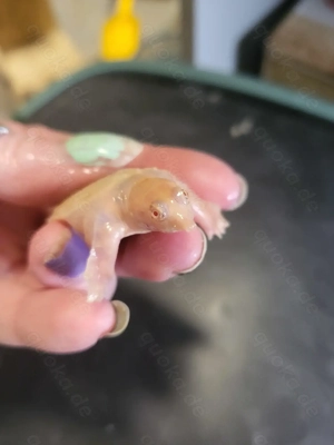 Chinesische Weichschildkröte Pelodiscus sinensis Wasserschildkröte Schildkröte Turtle Albino