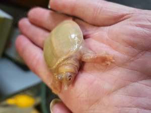 Chinesische Weichschildkröte Pelodiscus sinensis Wasserschildkröte Schildkröte Turtle Albino Bild 6