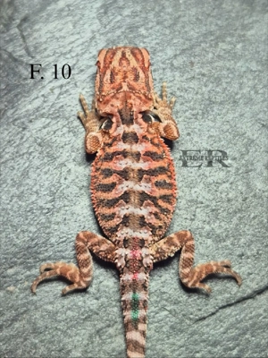 Bartagamen (Pogona vitticeps) M W