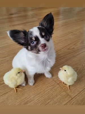 Reinrassige Chihuahua Welpen Abgabebereit 