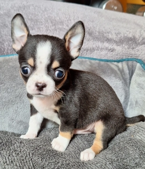 Chihuahuawelpen suchen neues Personal!