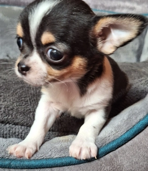 Chihuahuawelpen suchen neues Personal!