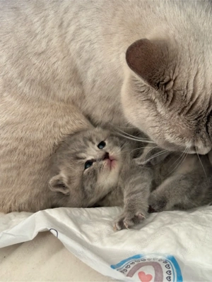    Wunderschöne BKH-Kitten suchen ihr Für-immer-Zuhause   