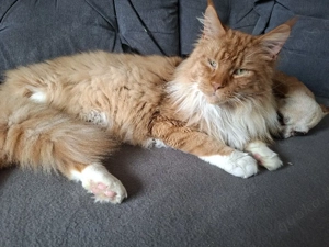 Maine Coon Kater