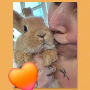 Kaninchen Babys super zahm absolut kinderlieb und verkuschelt 