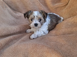 Biewer Yorkshire Terrier Welpen