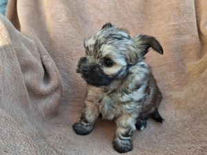 Biewer Yorkshire Terrier Welpen