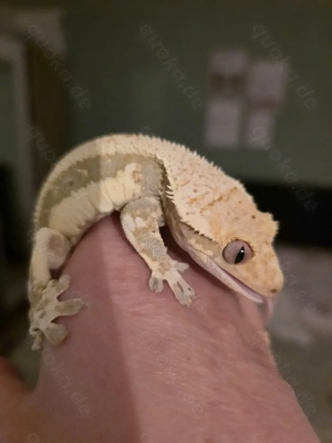 Kronengecko Bock lillywhite 