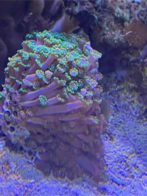 Alveopora Grün 