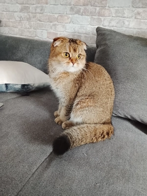 British Kurzhaar Mädchen 