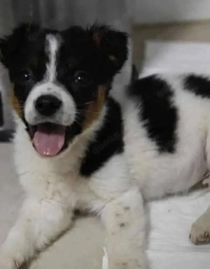 Süßer Cooper sucht liebevolles Zuhause