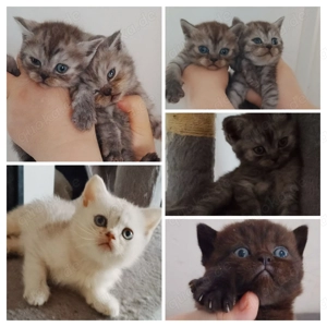 BKH wunderschöne süße kitten