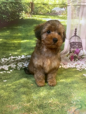 Yorkipoo apricot farbe Pudel Yorkschire