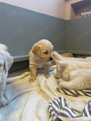 Golden Retriever Welpen