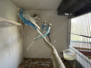 Wellensittiche abzugeben