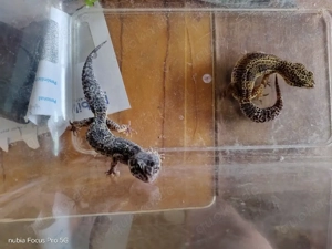 adulte Leopardgeckos zur abgabe u. a. BN