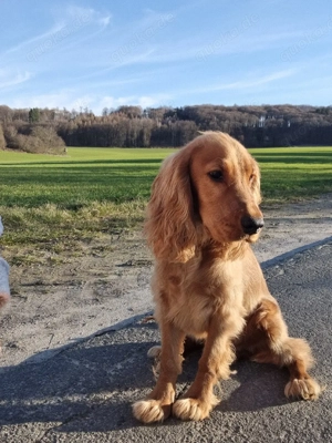 Englisch Cocker Spaniel Rüde 