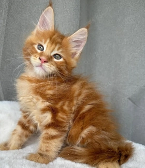 Niedliche Maine-Coon-Kätzchen