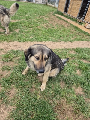 Hübscher Mischlingsrüde Logan sucht seine eigene Famillie