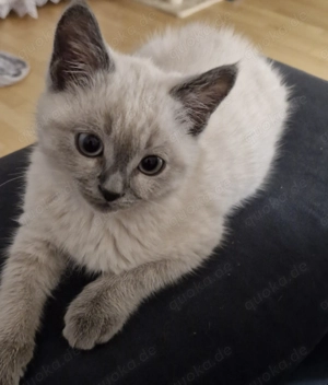 Babykatze mit Himmelblaue Augen