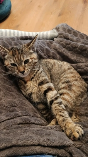 17 Wochen alte EKH abzugeben