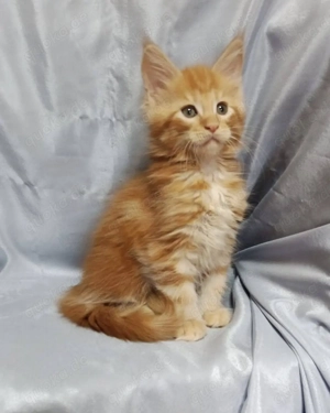 Reinrassige, bezaubernde Maine-Coon-Kätzchen