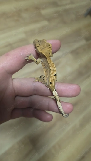 kronengecko 0.0.1 ink spot Crested gecko 
