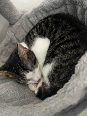 Junge Katze (5 Monate) sucht ruhiges, erfahrenes Zuhause