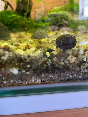 Neocaridina Garnelen 