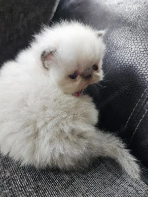 Entzückende Perserkätzchen suchen ein neues Zuhause. Bild 3