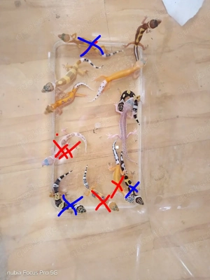 junge Leopardgeckos zu verkaufen