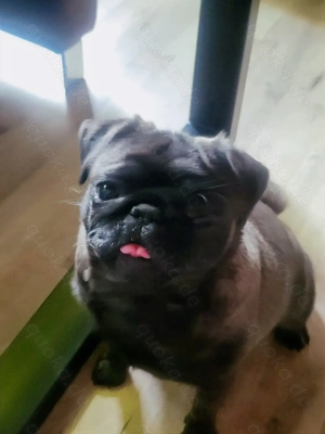 Mops Hündin 4 Jahre alt .Platinium 