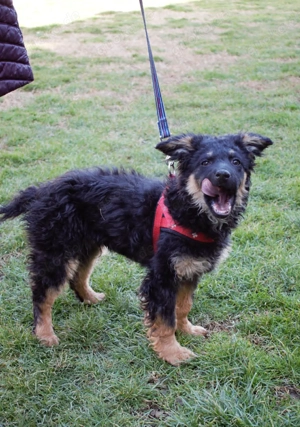 Zuckersüßer Schäferhund ;Mischling Vinko sucht seine Familie Bild 5