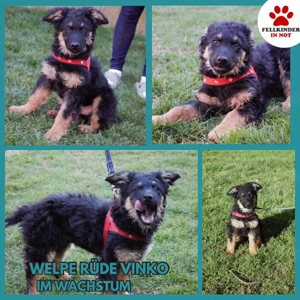 Zuckersüßer Schäferhund ;Mischling Vinko sucht seine Familie