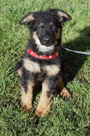 Zuckersüßer Schäferhund ;Mischling Vinko sucht seine Familie Bild 2