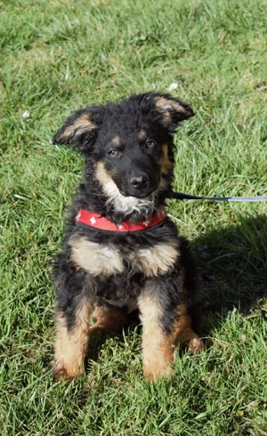 Zuckersüßer Schäferhund ;Mischling Vinko sucht seine Familie Bild 7