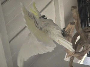 Kakadu sucht eine neue Freundin.