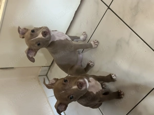 American Pocket Bully Rüden 