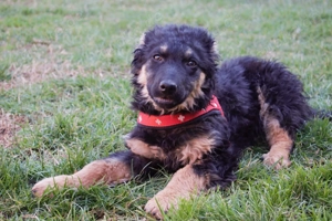 Zuckersüßer Schäferhund ;Mischling Vinko sucht seine Familie Bild 6