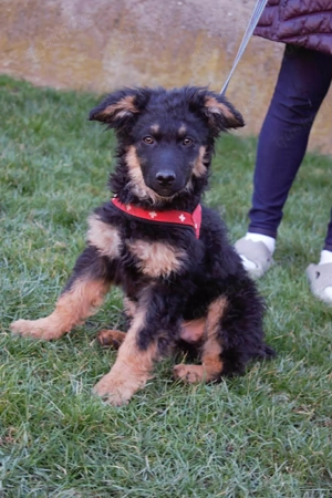 Zuckersüßer Schäferhund ;Mischling Vinko sucht seine Familie Bild 4