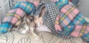 Suche OKH, Sphynx, Devon Rex